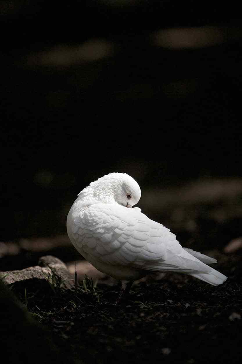 Eine Taube im Wildpark Poing
